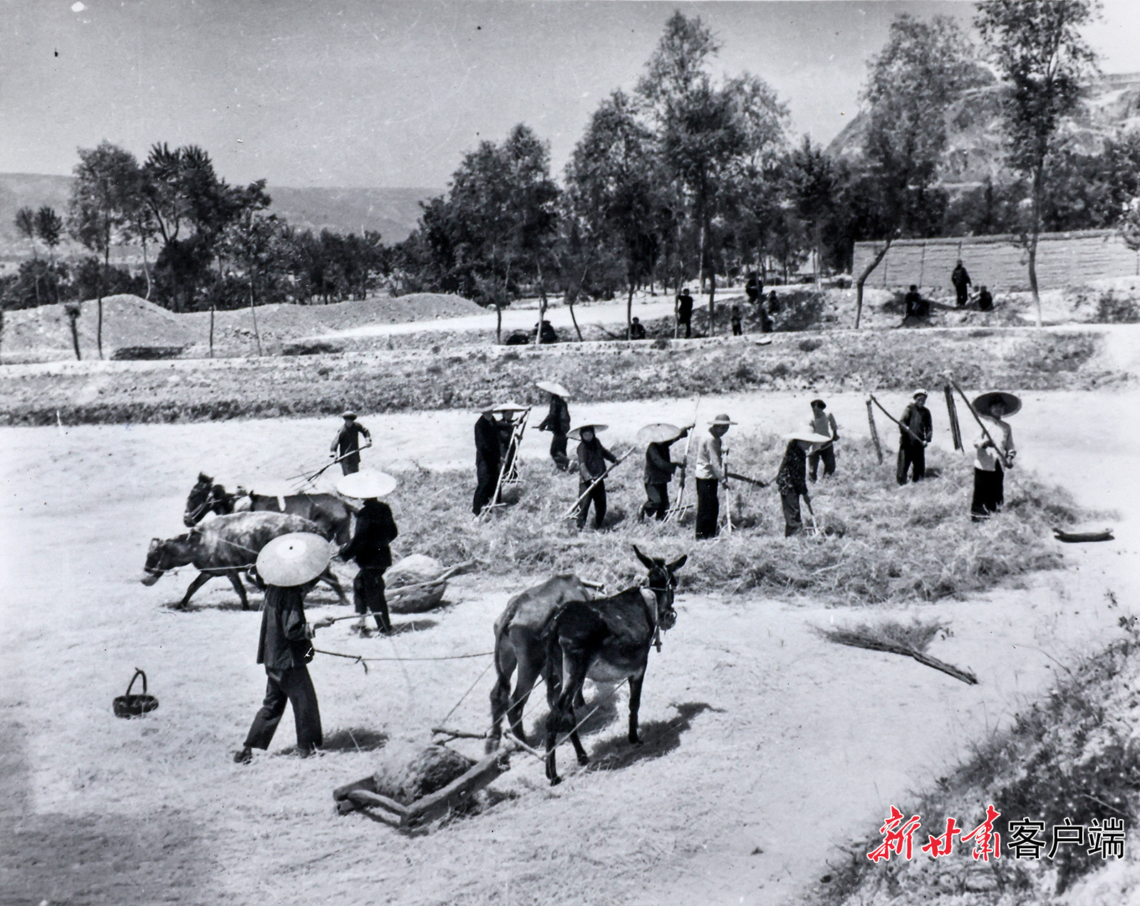 AI复活老照片　60年前陇原夏日“丰”景有多美