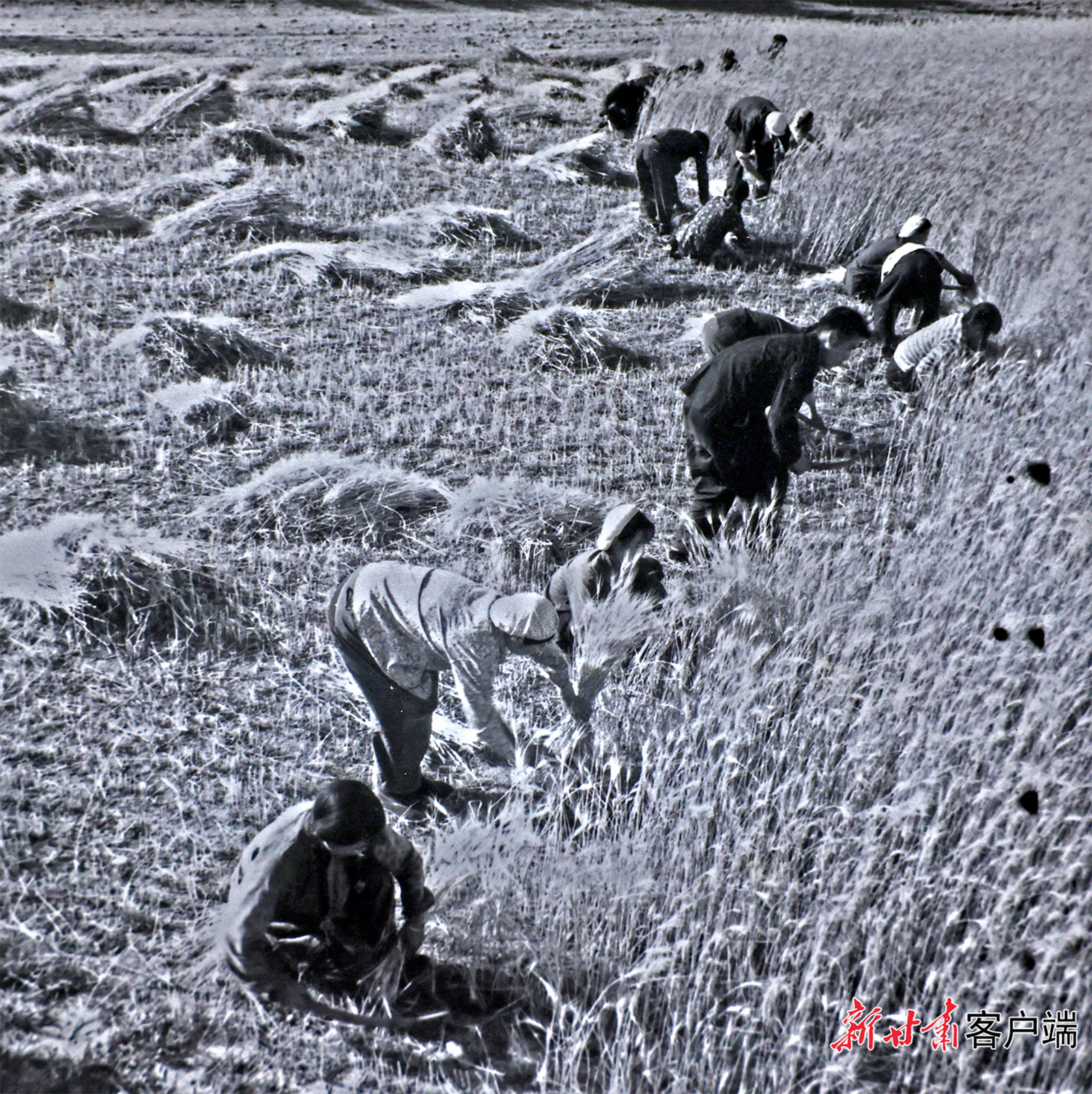 AI复活老照片　60年前陇原夏日“丰”景有多美
