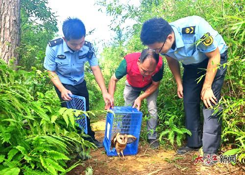 草鸮被放歸山林