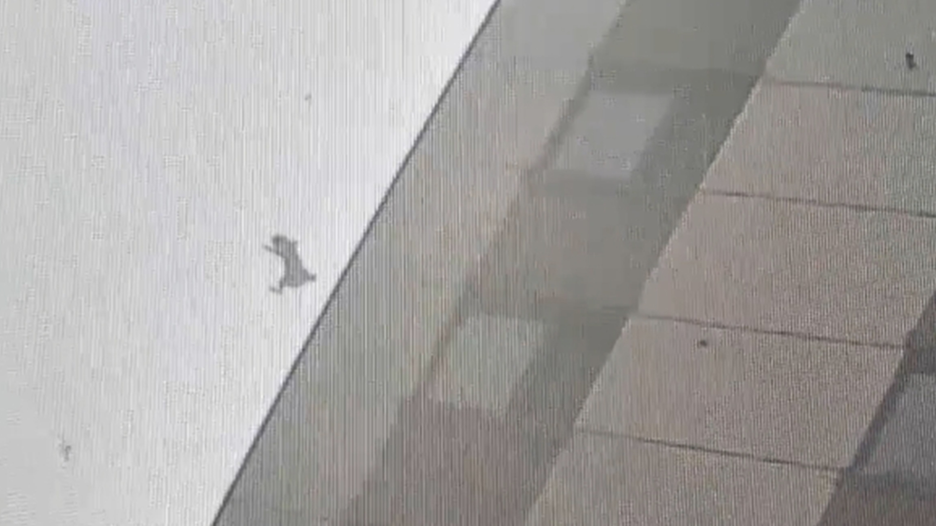 窗户忘关猫咪从16楼坠落毫发无伤，主人：掉入灌木丛缓冲了一下，高层有反应时间可以调整落地姿势