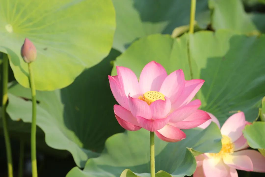 圖片