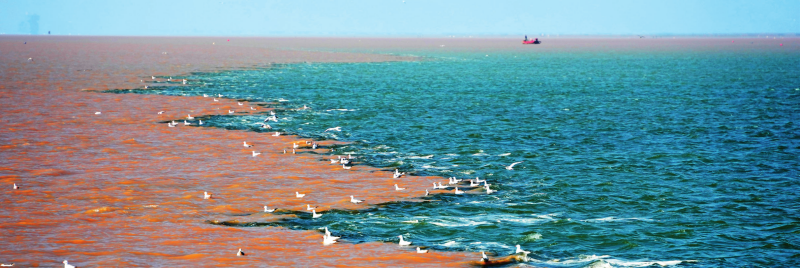 在位于东营市的山东黄河三角洲国家级自然保护区，黄河 入海口黄河水与海水形成鲜明颜色对比（2024年10月11日摄） 徐速绘摄 / 本刊