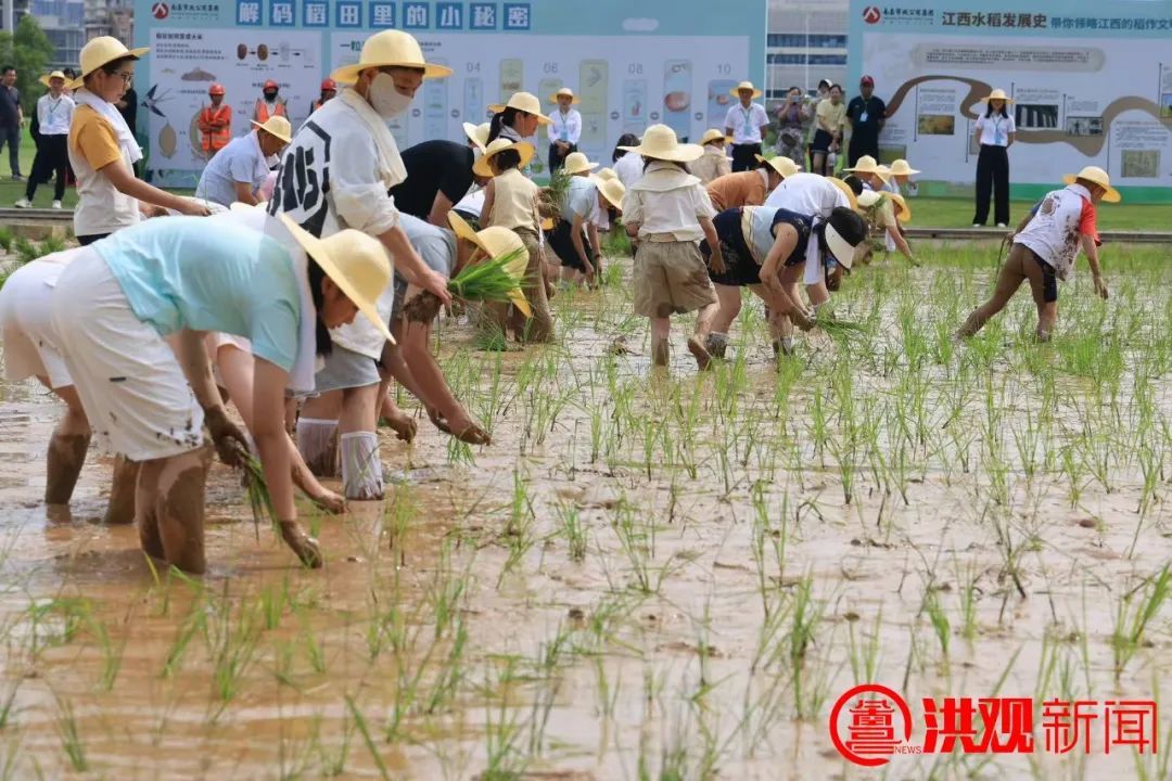 李紅軍調研南昌九洲公園插秧體驗暨夏至祈豐活動