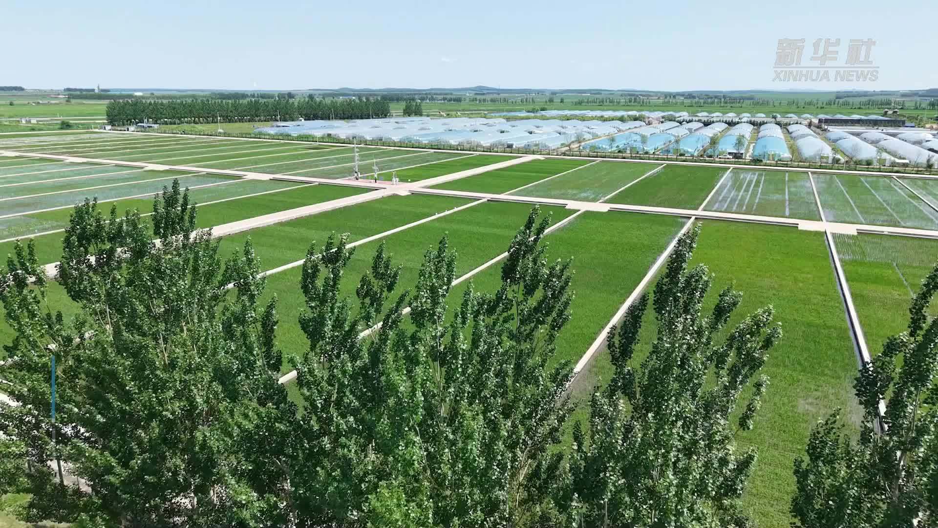 探访中国水稻研究所北方水稻研究中心