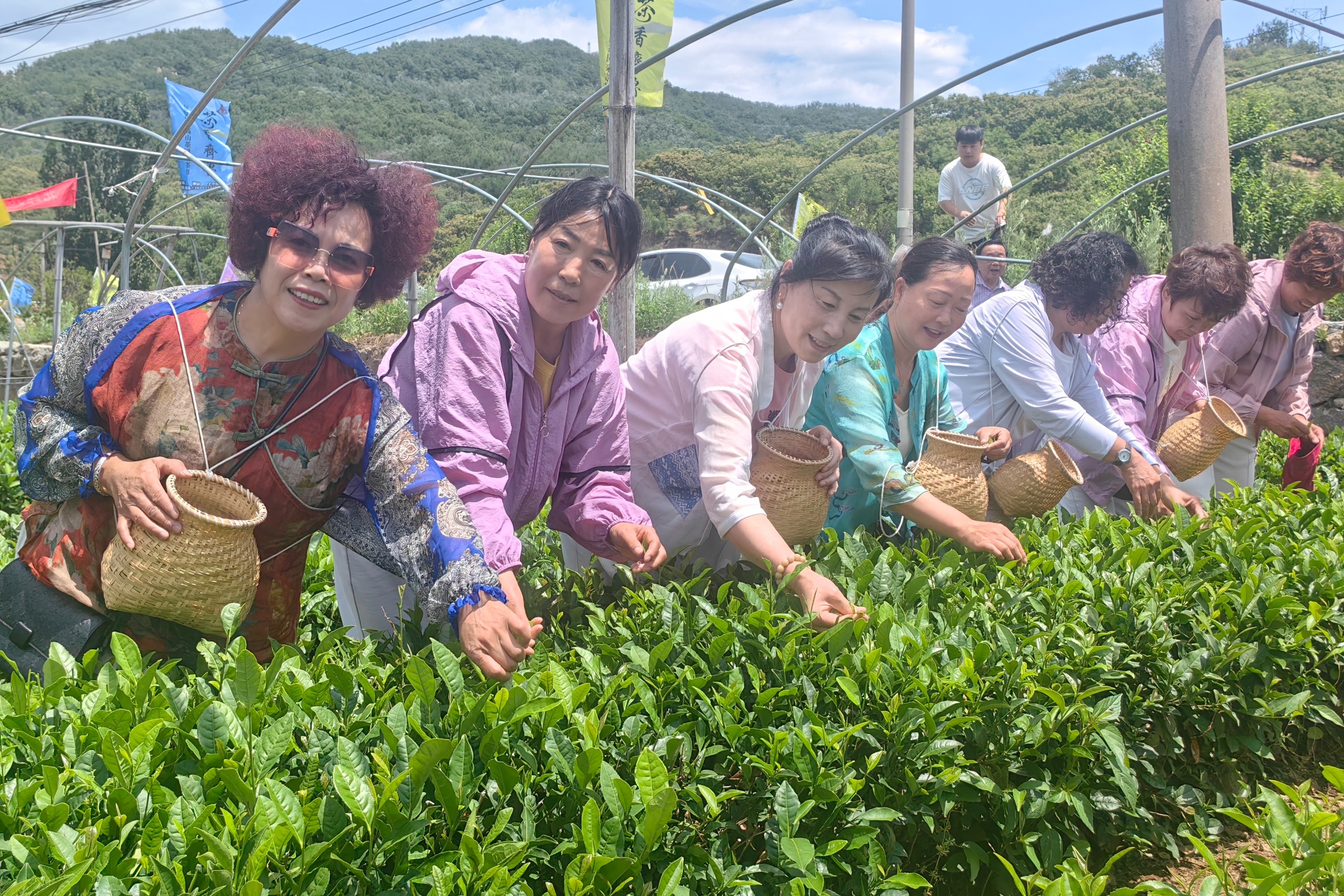 2025山东鲁山青峰高山采茶节暨高端品牌发布会圆满举行