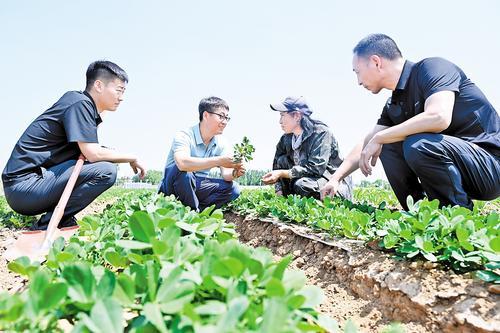 6月10日，在滦州市九百户镇南赵庄子村，博士小院团队成员们在花生田里，指导村民（右二）科学管护。本报记者 师源摄