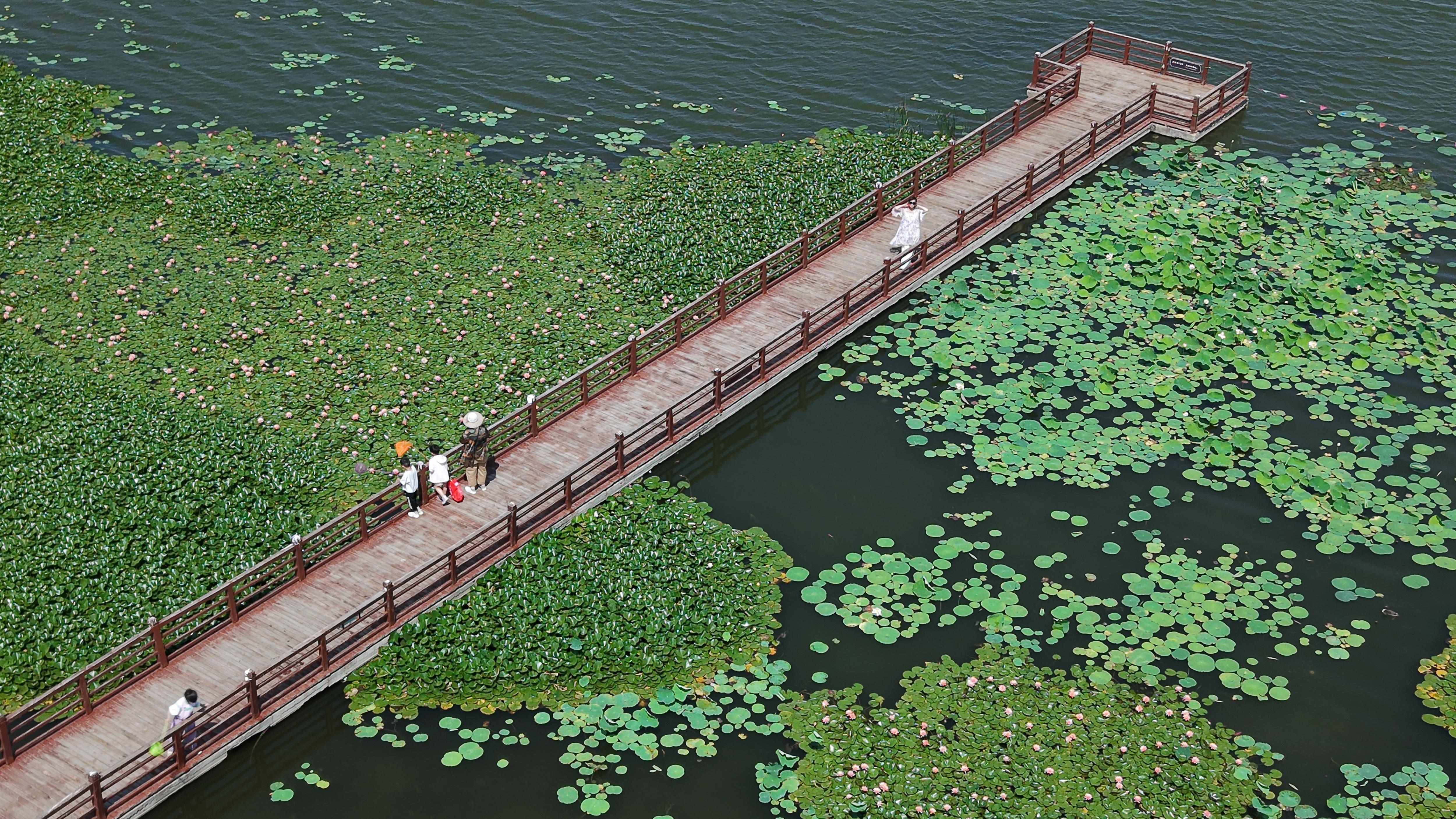 衡水湖荷花园睡莲绽放多彩花朵点亮夏日美景
