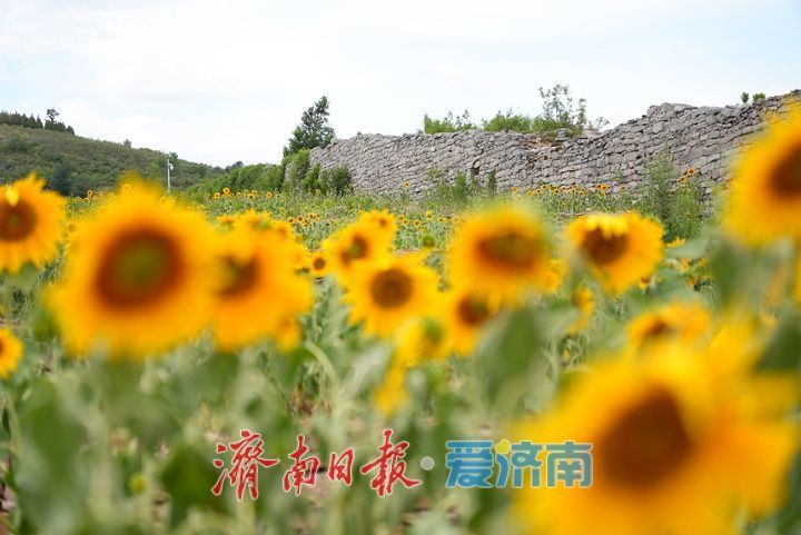 千年雄关花海盛放，古长城焕发新生机