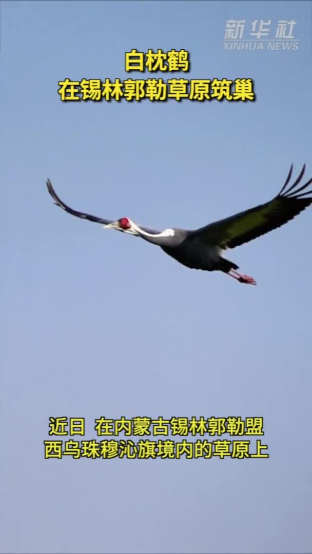 白枕鹤在锡林郭勒草原筑巢