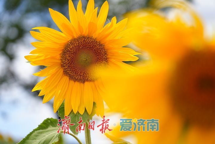 千年雄关花海盛放，古长城焕发新生机