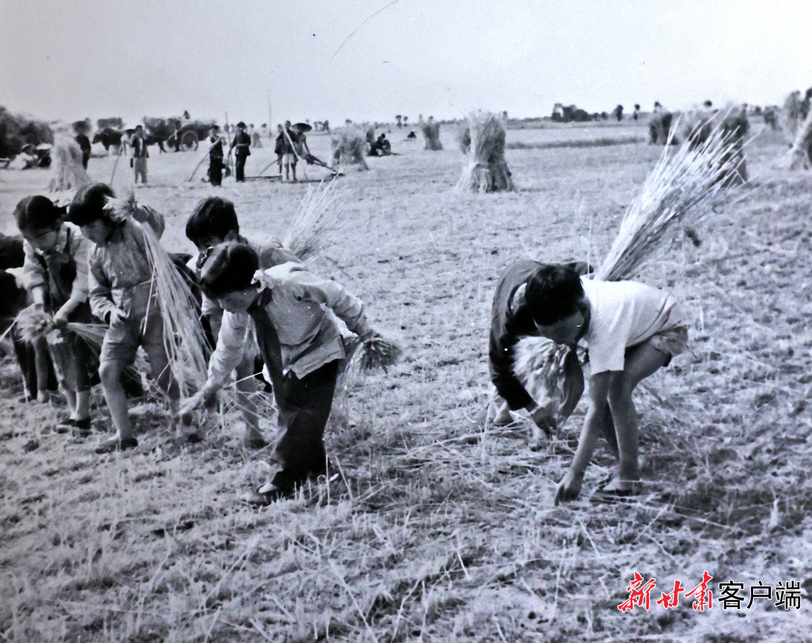 AI复活老照片　60年前陇原夏日“丰”景有多美
