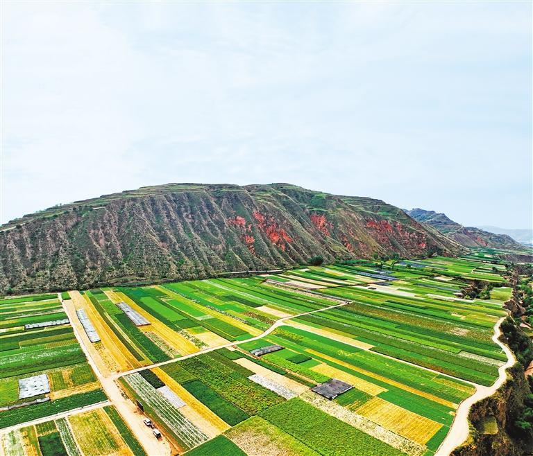 陇西县双泉镇胡家门国家区域性中药材（黄芪）种子种苗标准化繁育基地色彩斑斓　新甘肃·甘肃日报通讯员　崔翔龙