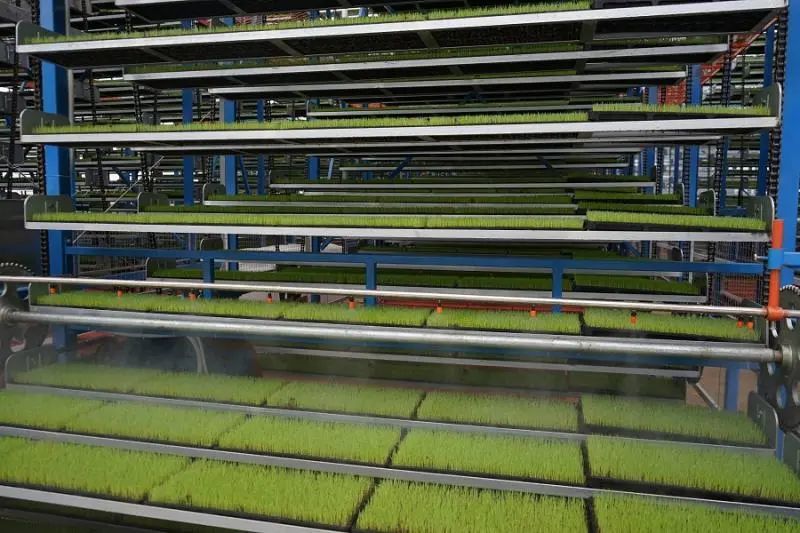 “广东第一田”投用江门首家智能化育秧工厂，物联网、大数据、人工智能等“智慧”元素与农作物生产深度融合