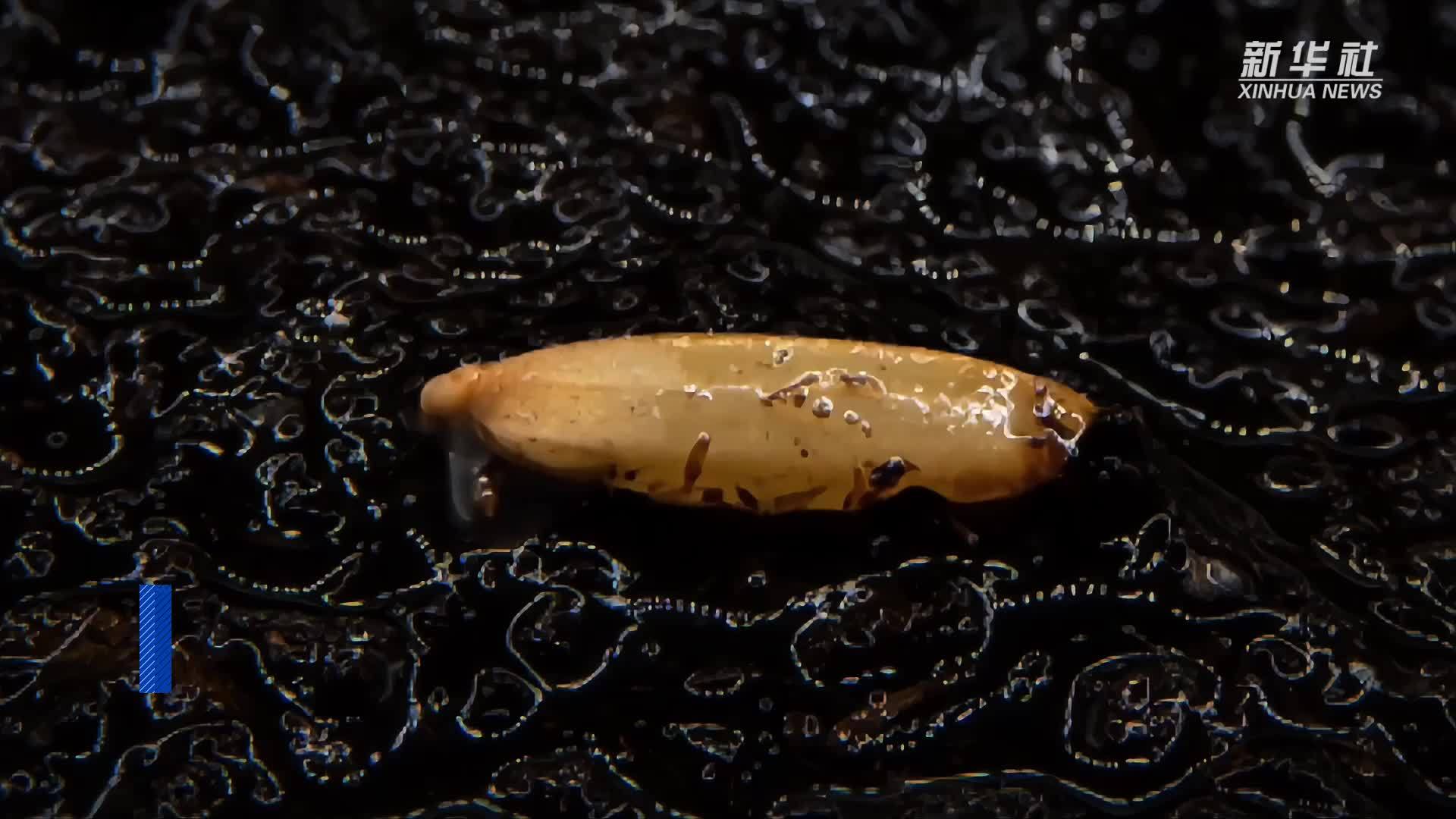 破土而出！延时摄影看水稻生长过程