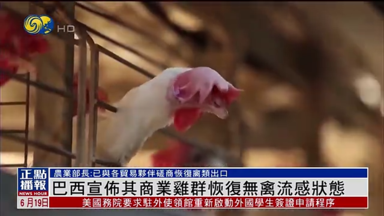 巴西宣布其商业鸡群恢复无禽流感状态