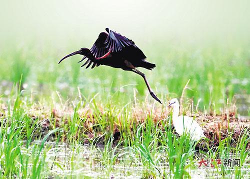 彩鹮在鄱阳湖湿地