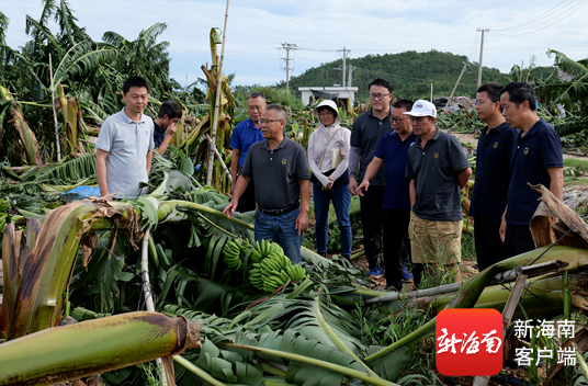 岗位专家实地了解香蕉受灾情况，并指导农户开展自救。受访者供图