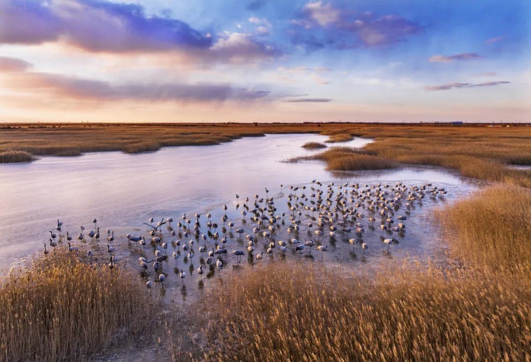 黄河入海口鸟类航拍全景(15).jpg