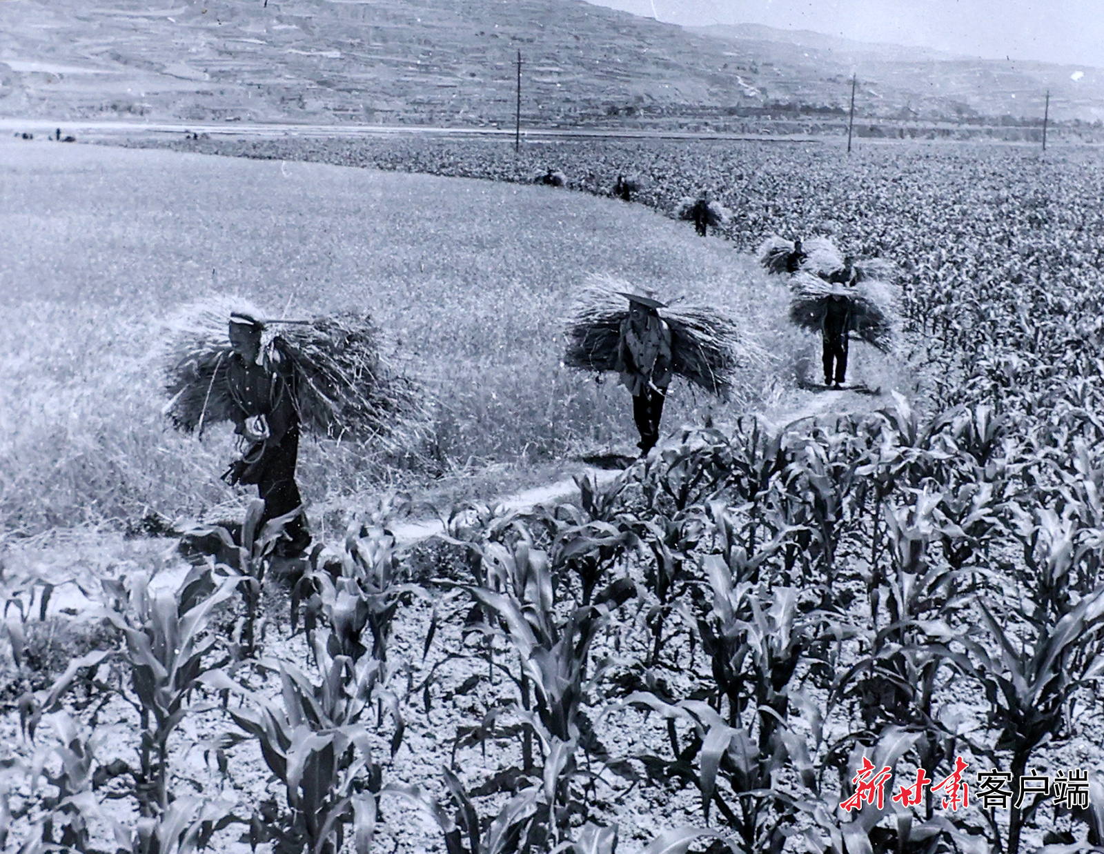 AI复活老照片　60年前陇原夏日“丰”景有多美