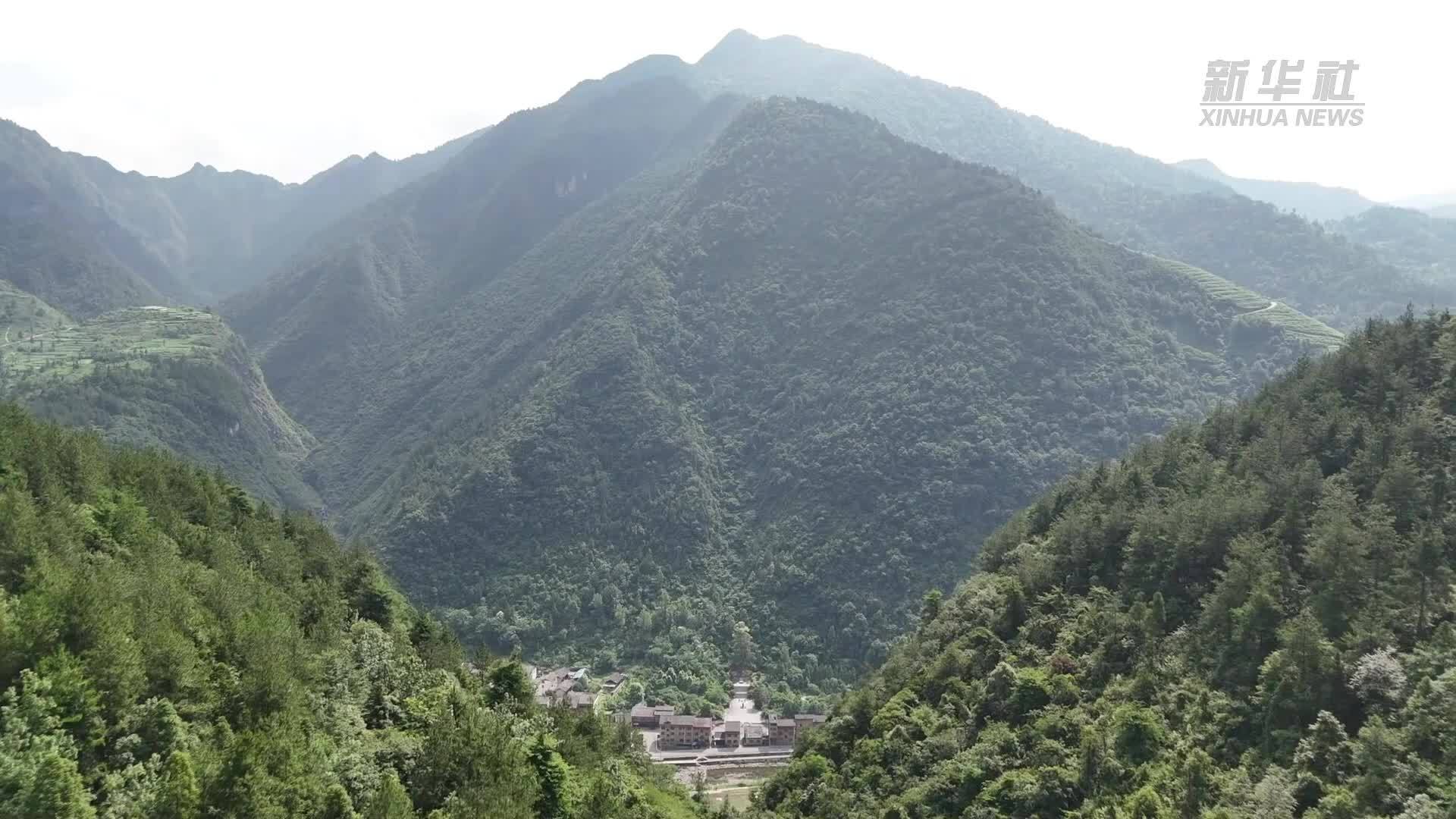 贵州印江：千年紫薇树花开 芳香四溢醉游人