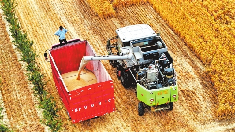 小麥收割脫粒一體機在田間作業。黃金峰 攝