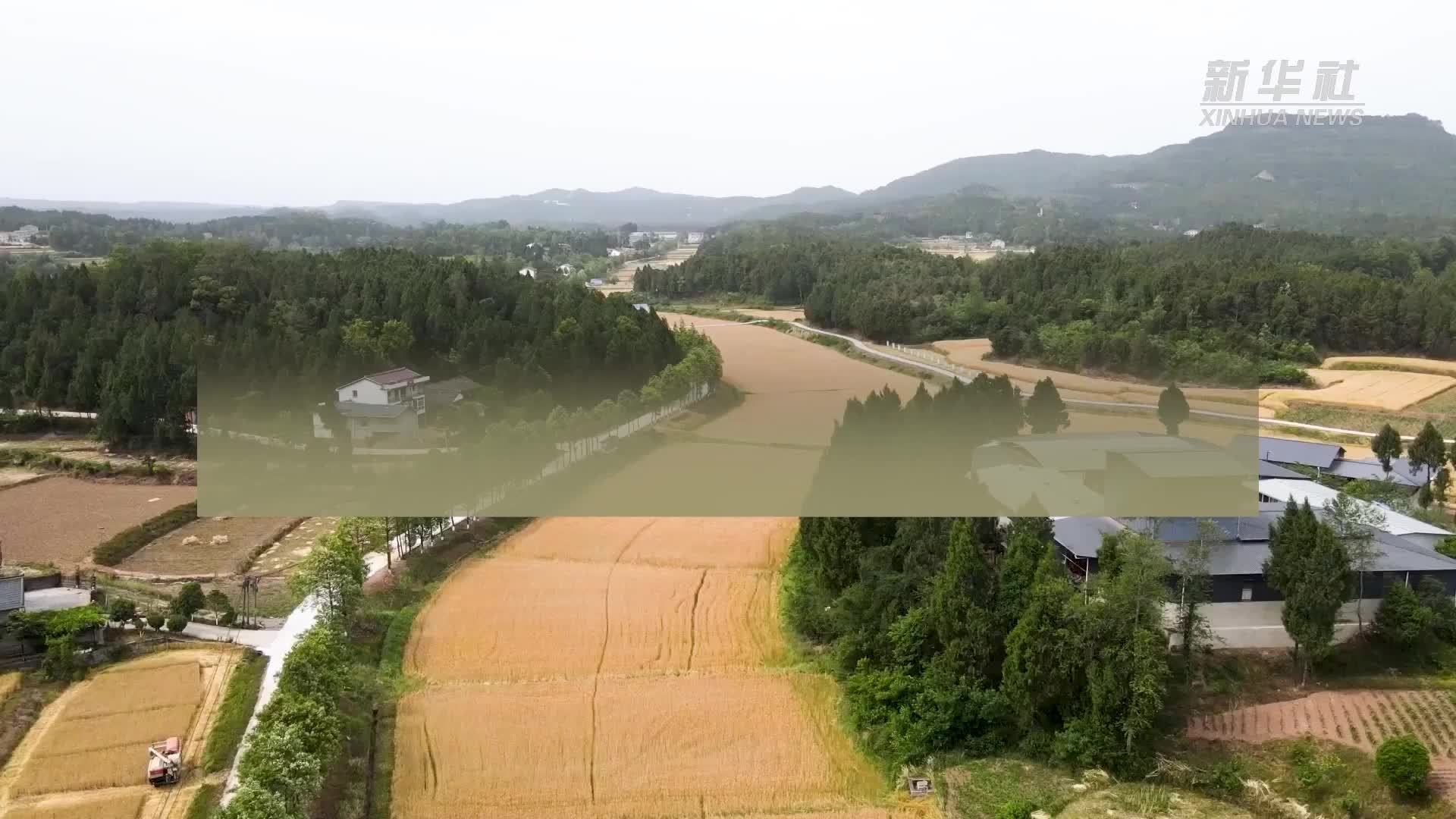 中国经济样本观察·县域样本篇｜四川山区小县为何吸引“村播”扎堆？