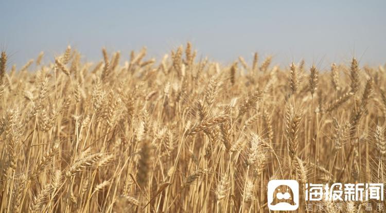 东营市垦利区永安镇盐碱地高产攻关田小麦成熟,麦田一片金黄。