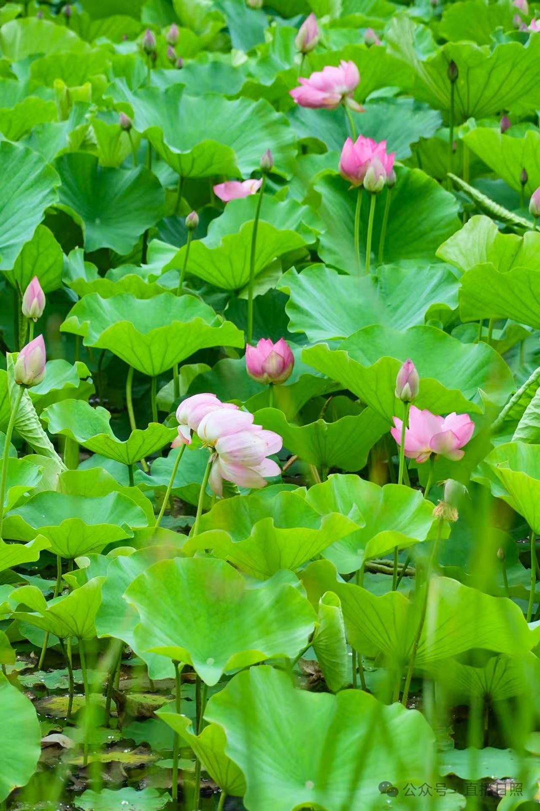 胡明刚/摄