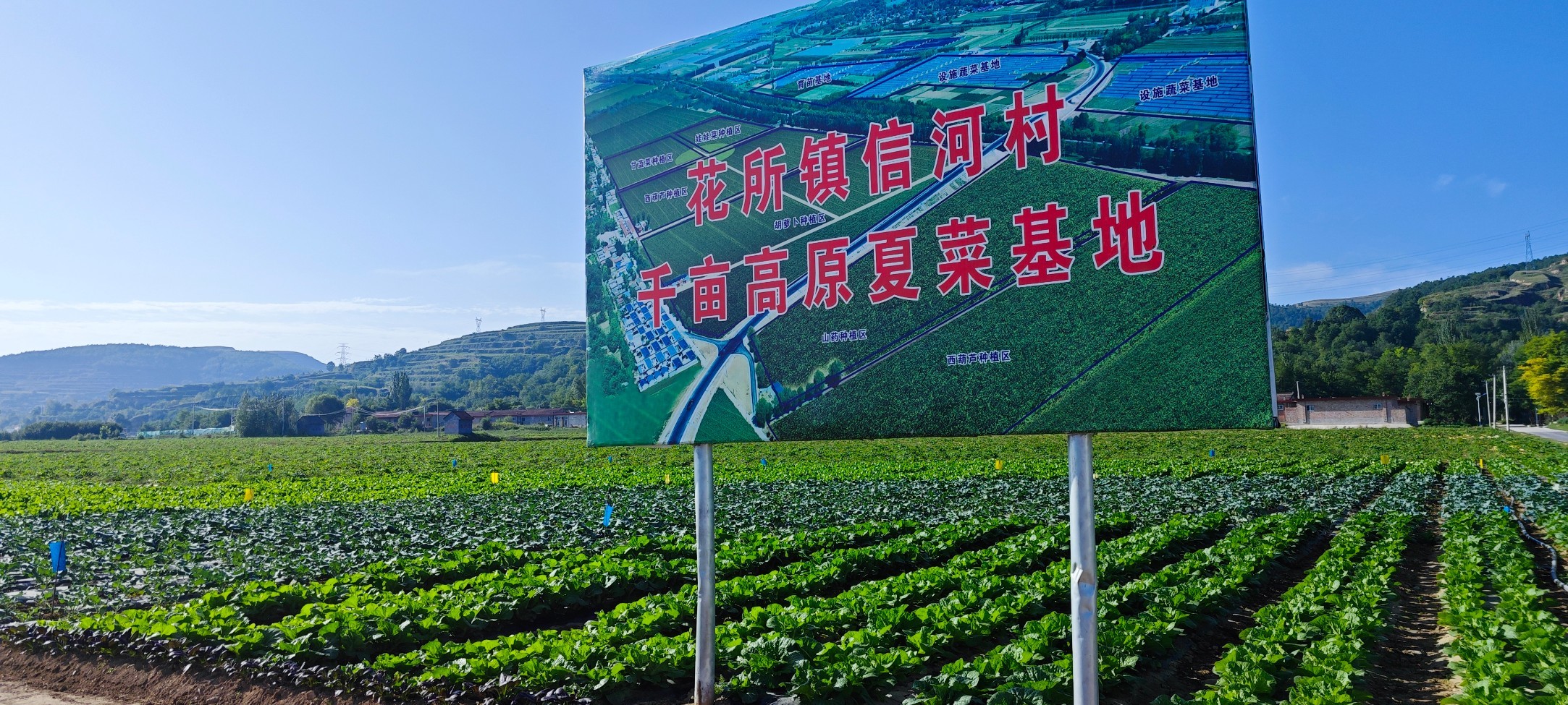 花所镇信河村千亩高原夏菜种植基地.jpg