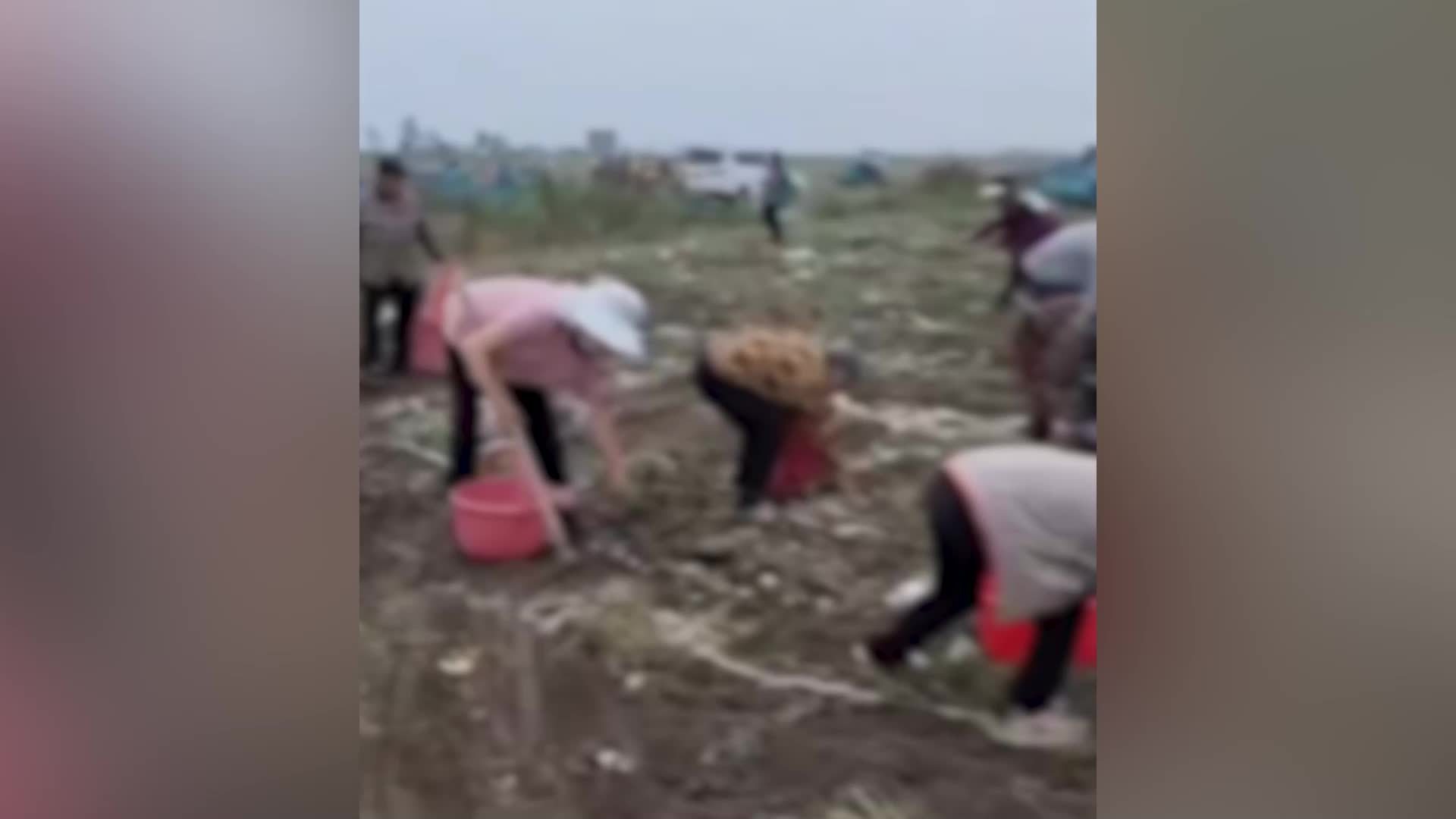 镇政府回应安徽宿州村民哄抢未收土豆：已立案，正处理调查