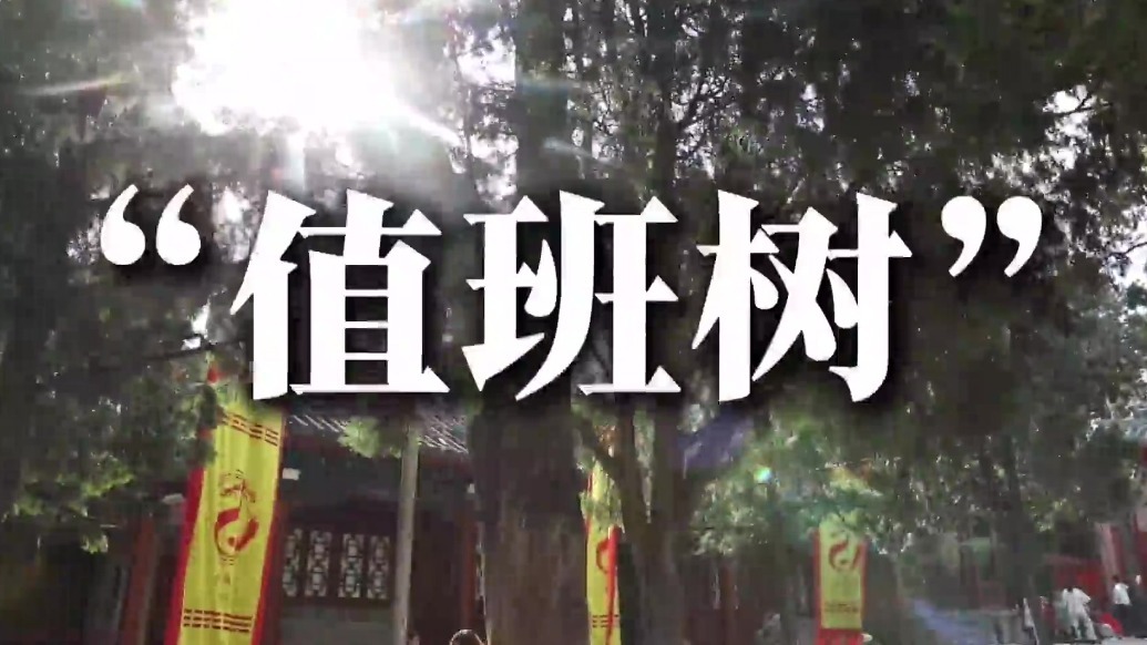 “值班树”“眼睛树”各司其职　天水伏羲庙树都有故事