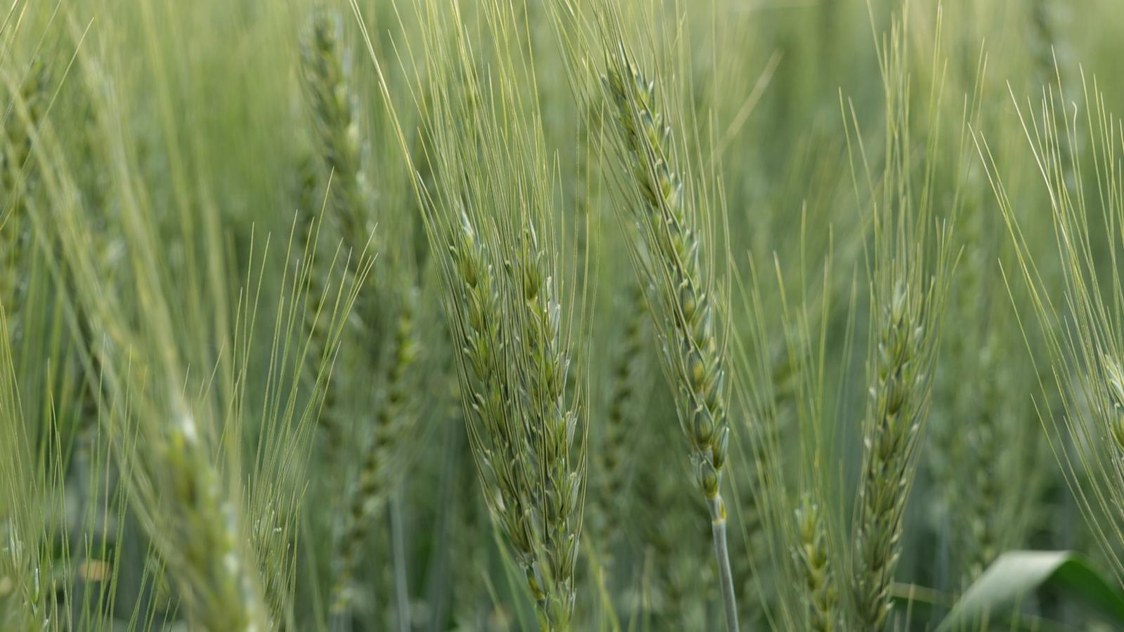 永昌智撑“粮”辰美景 农业尽显科技范