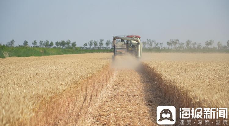 2025年6月,东营市垦利区永安镇盐碱地高产攻关田“济麦60”迎来麦收季。