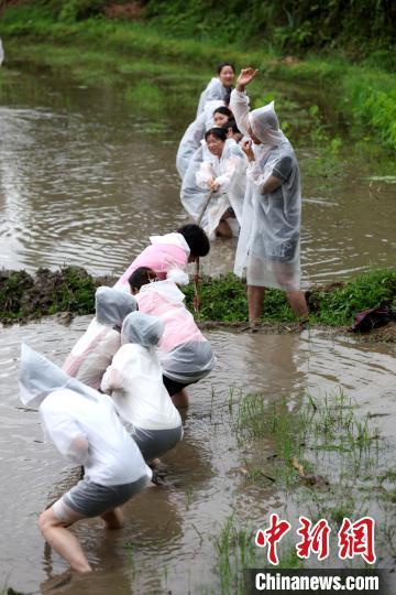 浑水摸鱼、水田拔河……游客体验婺源乡村乐趣
