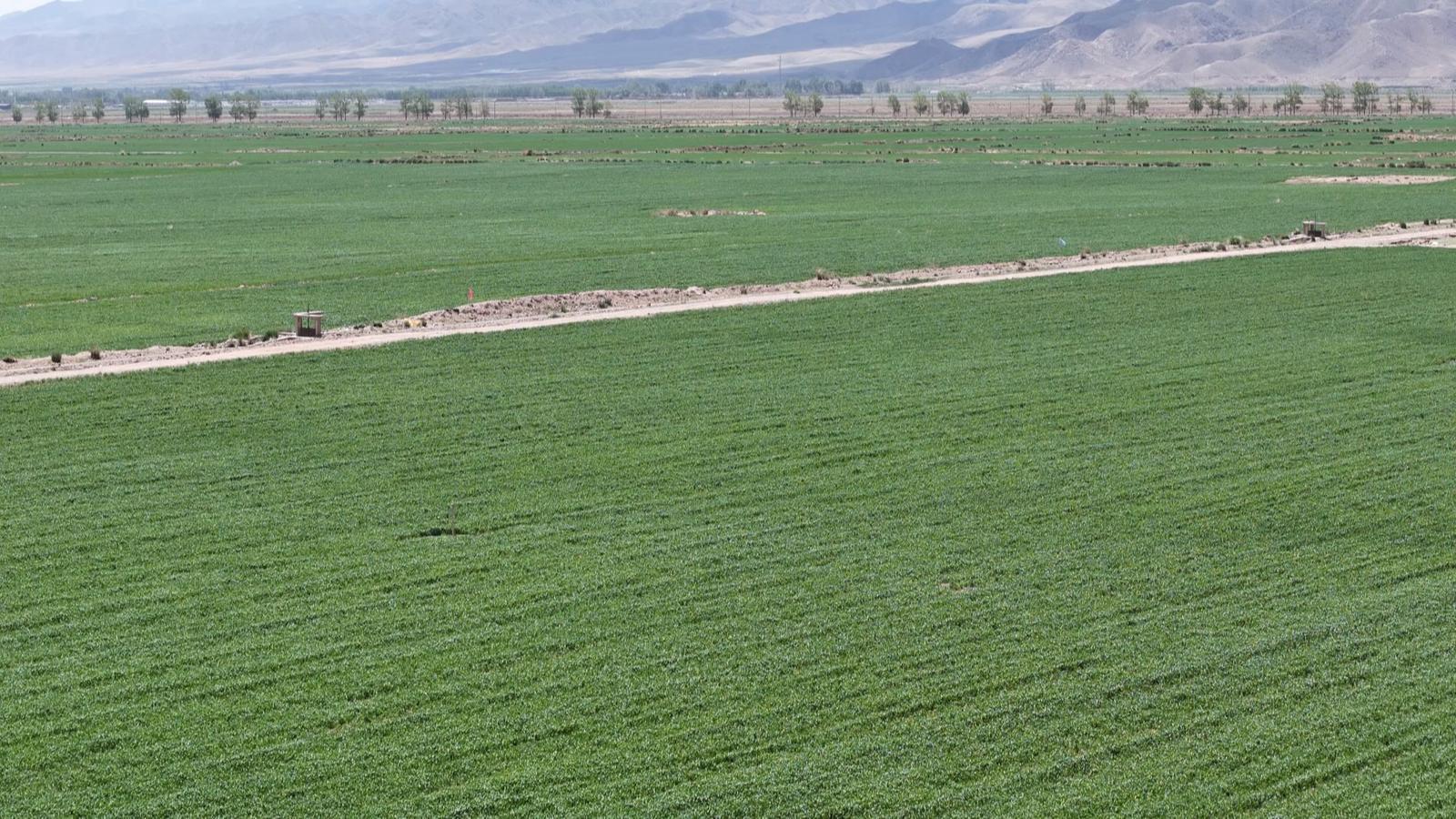 永昌智撑“粮”辰美景 农业尽显科技范