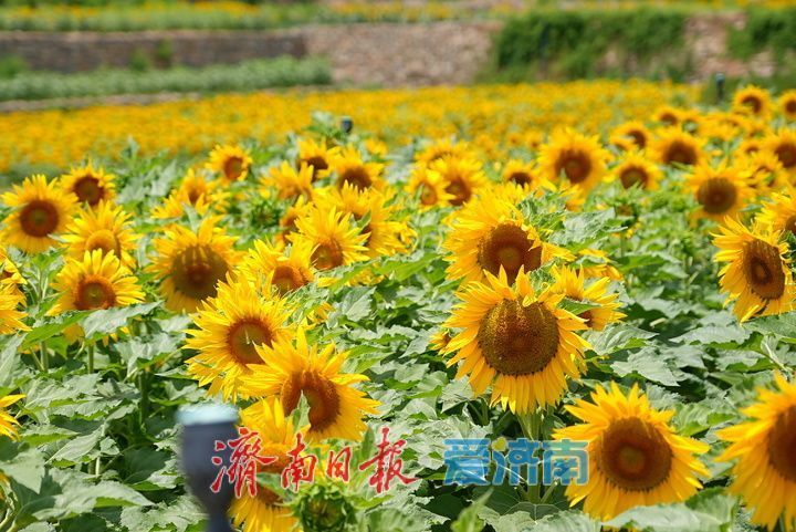 千年雄关花海盛放，古长城焕发新生机