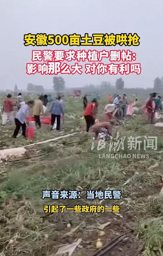 宿州埇桥500亩土豆被哄抢，民警要求种植户删帖！