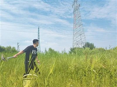 李辉正在给在输电塔上休息的朱鹮喂食。