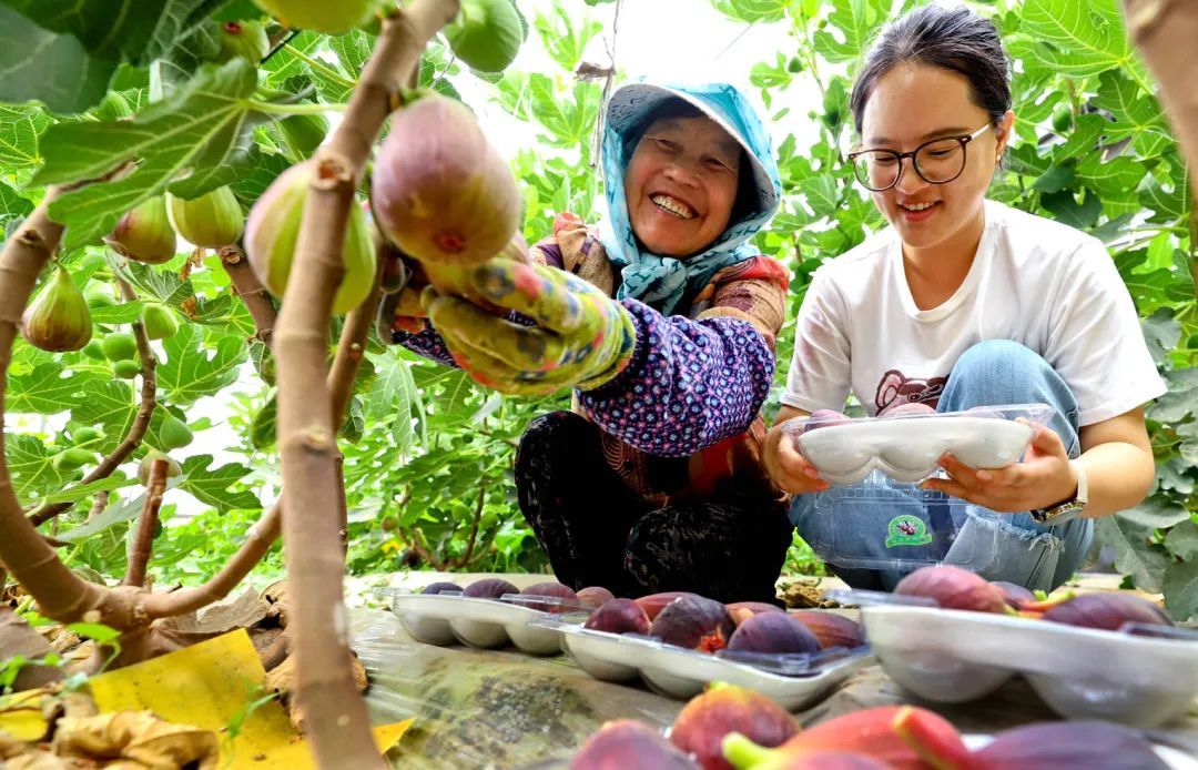 6月18日,张掖市临泽县鸭暖镇暖泉村富锶无花果种植基地内,果农正在帮游客采摘无花果。
