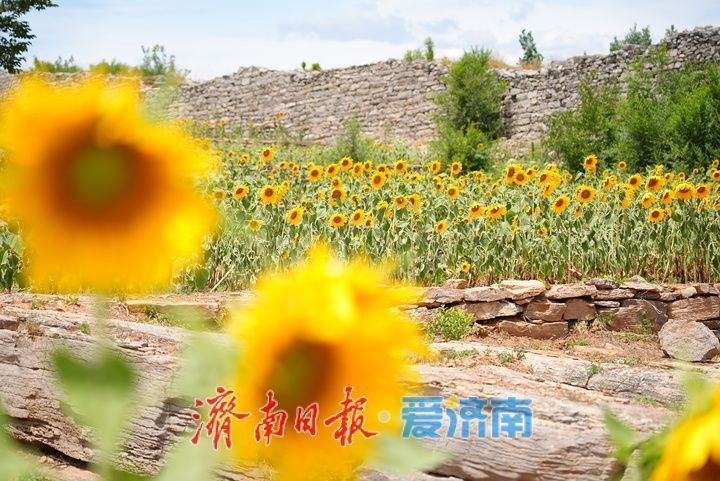 千年雄关花海盛放，古长城焕发新生机
