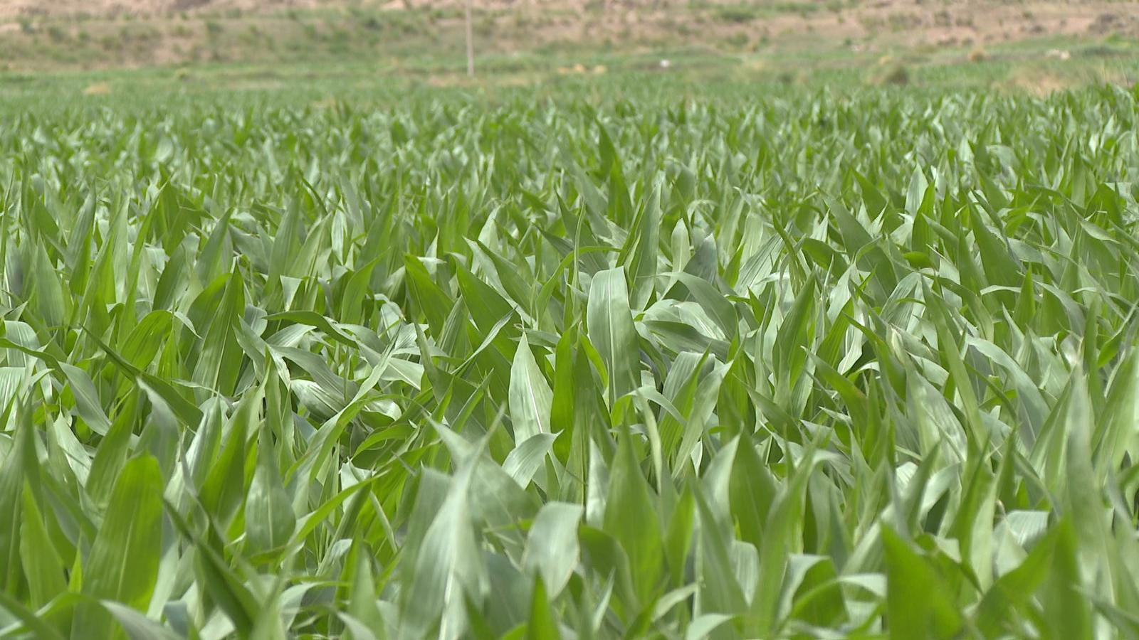 永昌智撑“粮”辰美景 农业尽显科技范