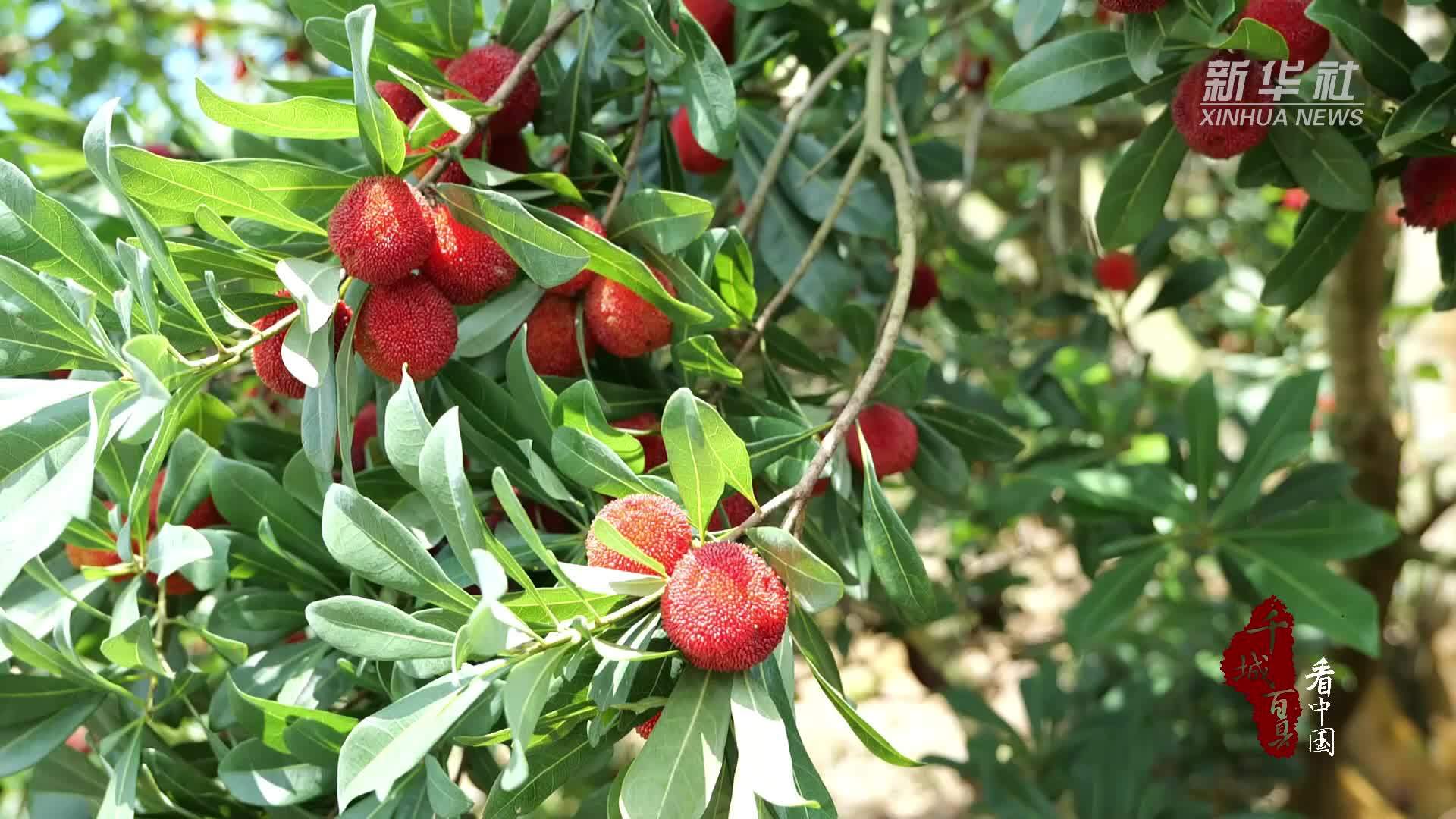 千城百县看中国｜福建霞浦：杨梅熟啦