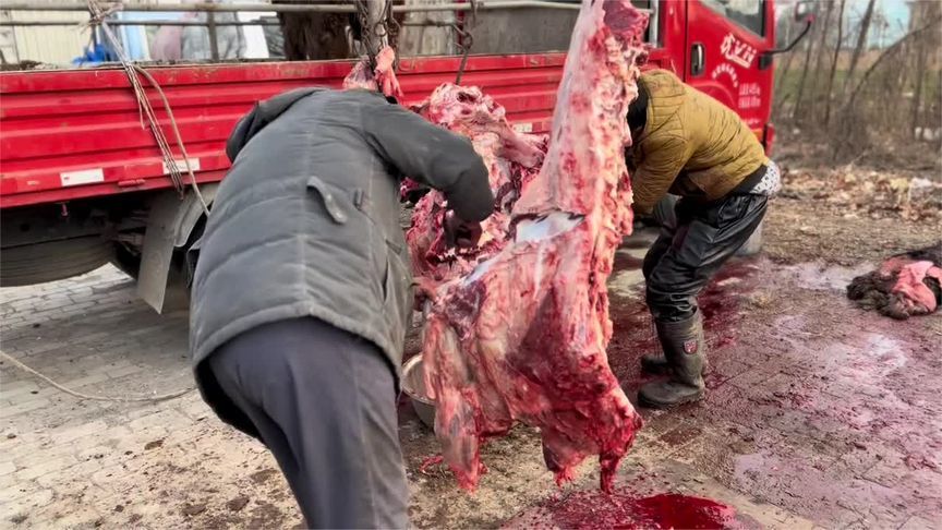 宰牛新手法很痛快，现杀现卖牛肉很便宜，这样的牛肉更好吃？