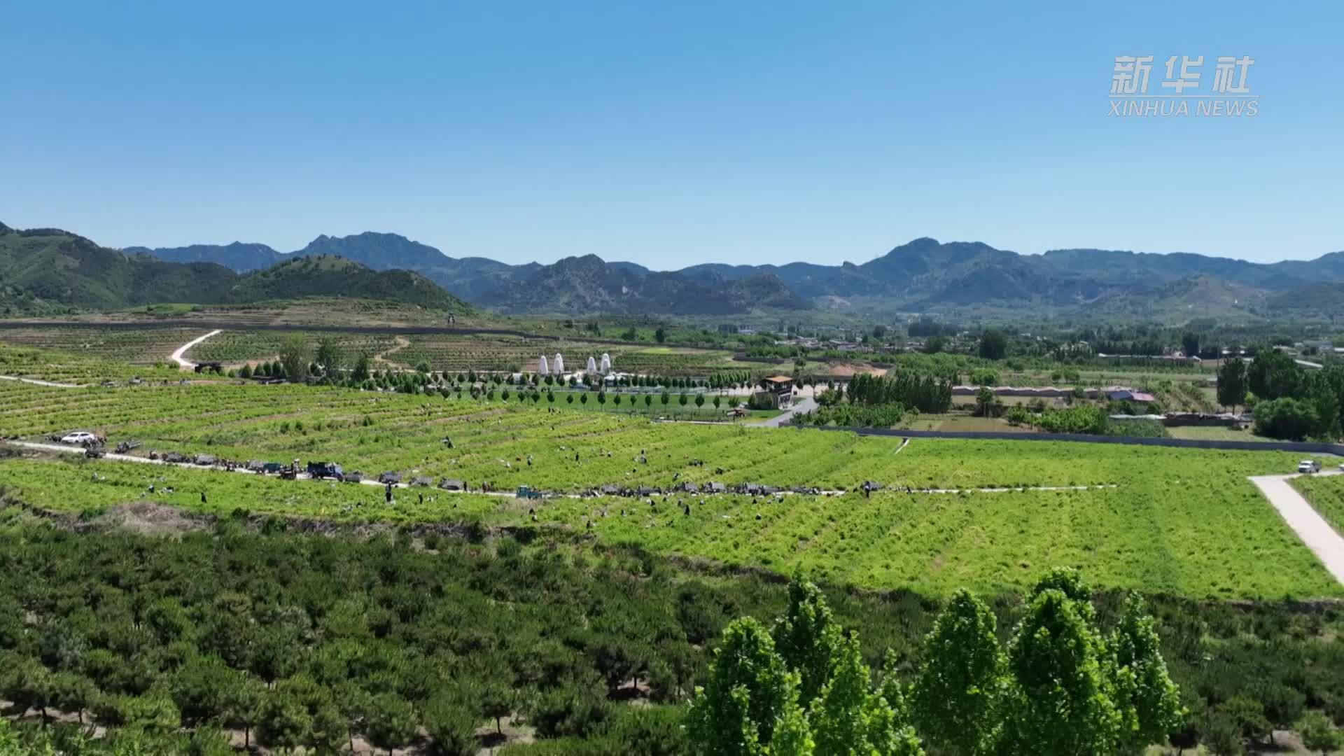 千城胜景｜河北秦皇岛：百亩金银花迎来采收季