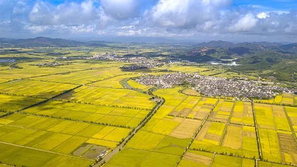 台山出众的自然环境产出国家地理标志农产品“台山大米”