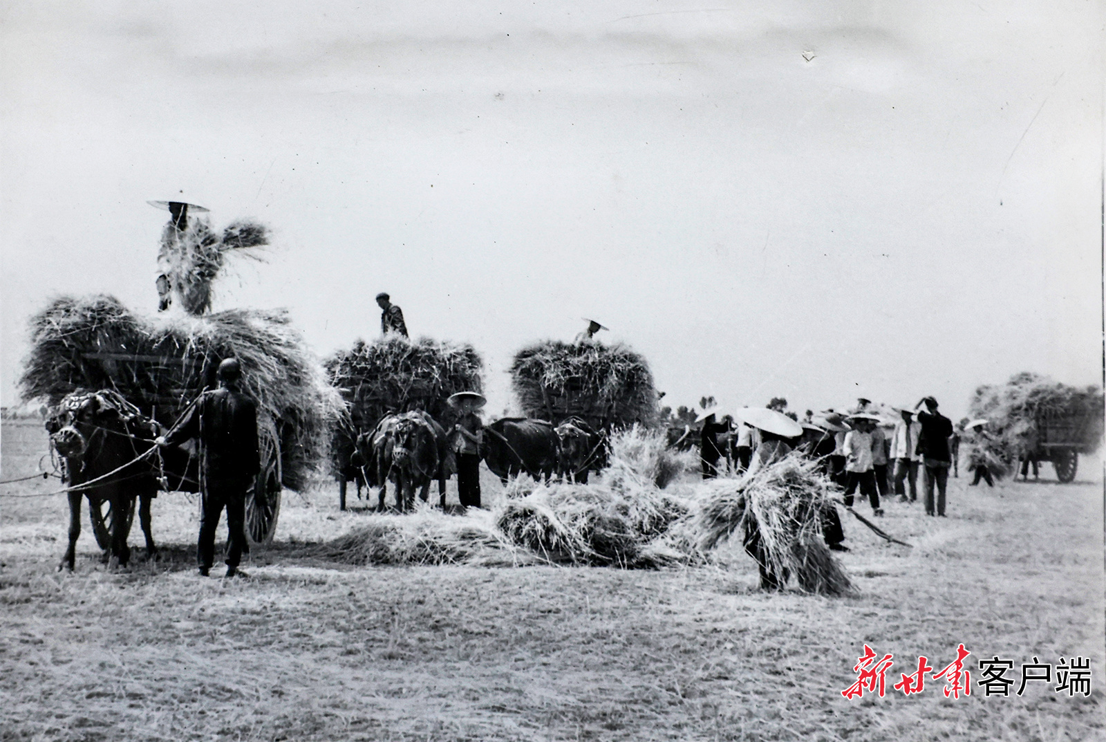 AI复活老照片　60年前陇原夏日“丰”景有多美