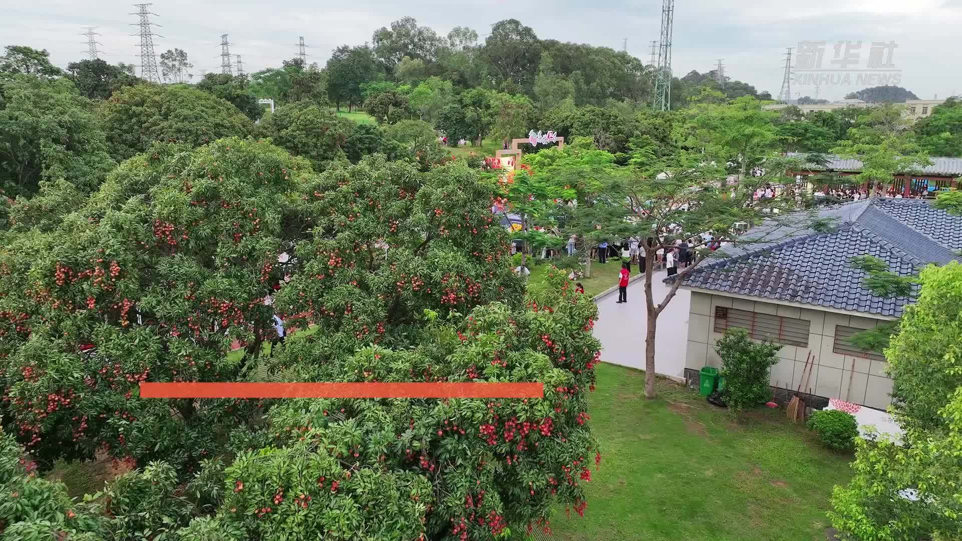 以荔枝为灵感！这个非遗文创潮集消费周活动精彩纷呈