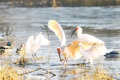 朱鹮在咸阳市细柳营湿地觅食。（资料照片）