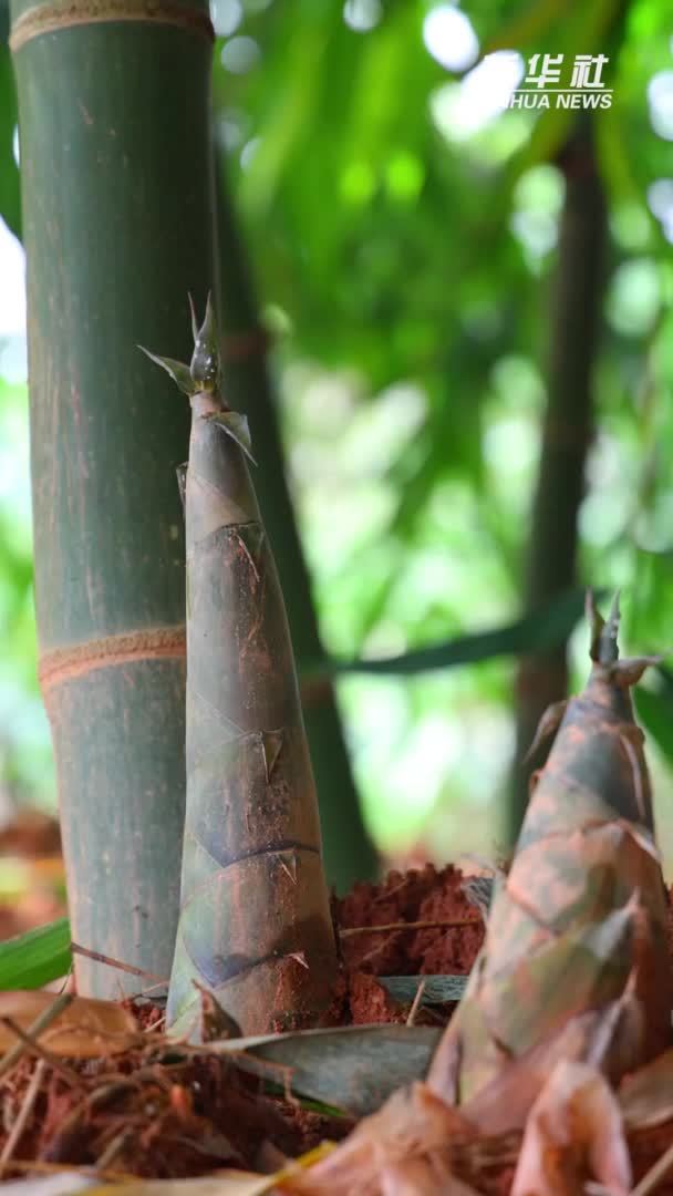 广东埔田竹笋脆嫩鲜甜
