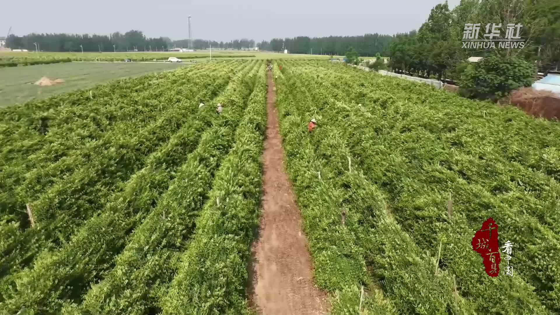 千城百县看中国｜山东冠县：金银花喜获丰收